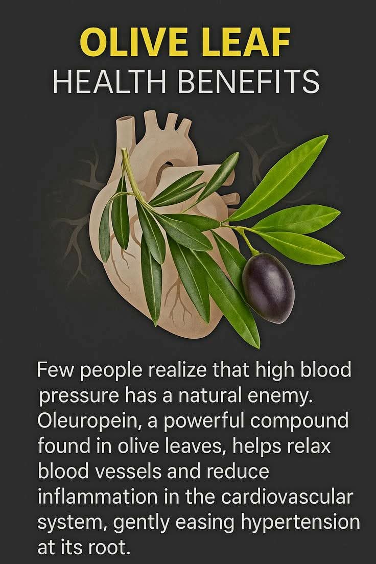 Olive Leaf Health Benefits: Nature’s Powerful Ally for Heart Health